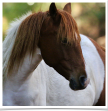 Chinctoeague Pony - Posing